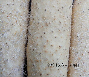 北海道産　ネバリスター　3キロ　緻密で滑らかナガイモの約2倍の粘り　舌触りが滑らか　甘味　長芋　イチョウイモ　大和芋　hond-neba3k