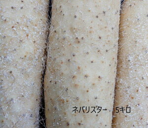 北海道産　ネバリスター　5キロ　緻密で滑らかナガイモの約2倍の粘り　舌触りが滑らか　甘味　長芋　イチョウイモ　大和芋　hond-neba5k