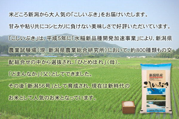 ★エントリーでP3倍 23日9:59迄★ 令和元年産 新潟産こしいぶき 10kg(5kg×2個) 2019年産 米 精米 白米 食品 【代引不可】