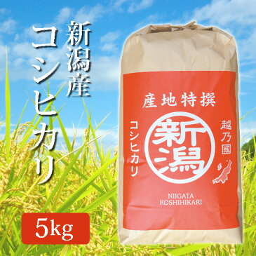 玄米 新潟県産コシヒカリ こしひかり 玄米 5Kg (5キロ) 令和元年産 2019年産 玄米 新潟産 コシヒカリ n-koshihikari-g5k 【代引/同梱不可】