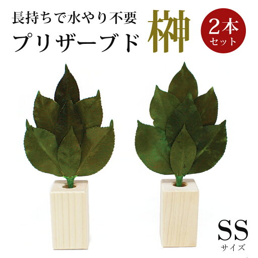 榊SSサイズ 2本セット 榊立て付き プリザーブド加工 榊 椿葉 神棚用 神具 水やり不要 ST-001 【代引不可】 榊SSサイズ 2本セット 榊立て付き プリザーブド加工 榊 椿葉 神棚用 神具 水やり不要 ST-001 【代引不可】