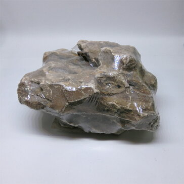 カミハタ(KAMIHATA) アクアリウムロック気孔石【送料区分：60サイズ】