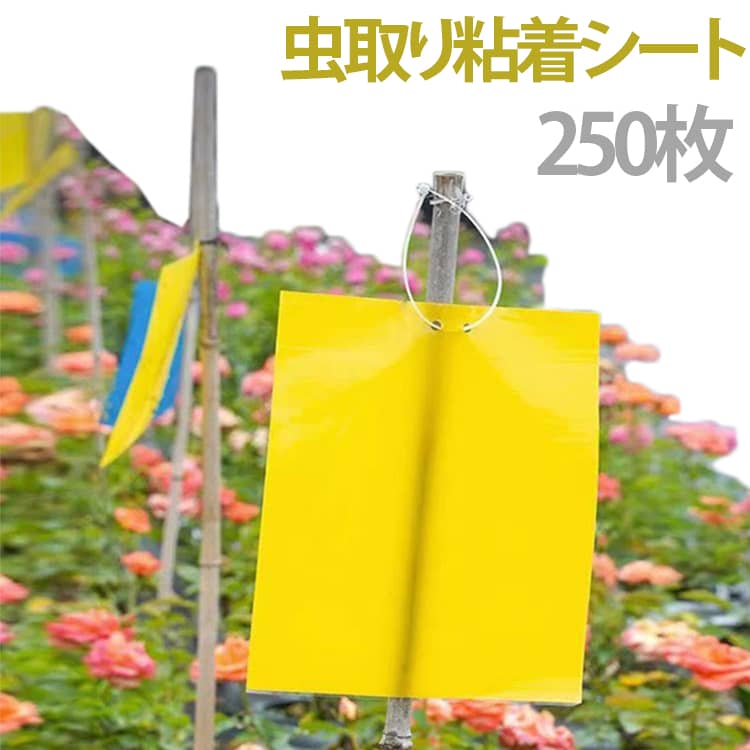 250枚セット 虫よけ 粘着シート 虫取り ハエ取り紙 両面テープ 害虫捕獲 捕虫シート 虫取りシート 害虫対策用品 強力 両面粘着性 安全無毒 簡単取付 室内外対応 害虫 駆除 畑 田んぼ 虫除け 家庭菜園 粘着トラップ 粘着マット 捕虫器 黄色 送料無料