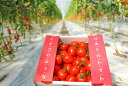 【送料無料】熊本産 いちごのようなハートトマト-1kg /ハ