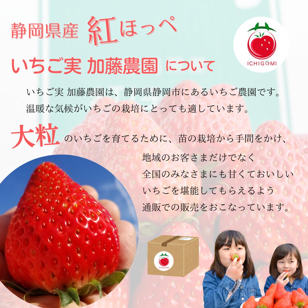 【冷凍】紅ほっぺ1kg / 静岡県産 いちご 朝採り 苺 べにほっぺ 産地直送 農家直販 農家直送 itigo 冷凍フルーツ スムージー フローズン