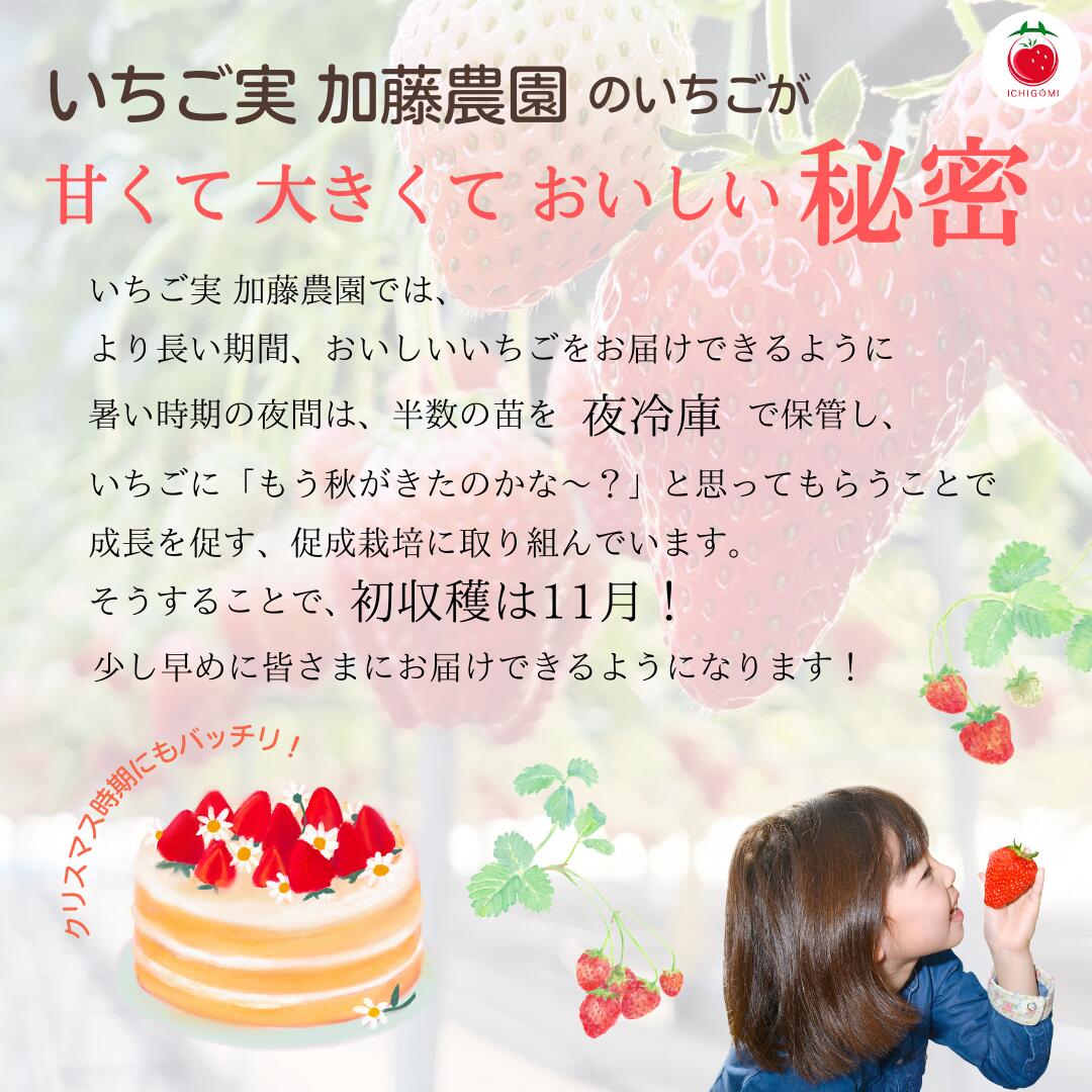 【冷凍】紅ほっぺ1kg / 静岡県産 いちご 朝採り 苺 べにほっぺ 産地直送 農家直販 農家直送 itigo 冷凍フルーツ スムージー フローズン