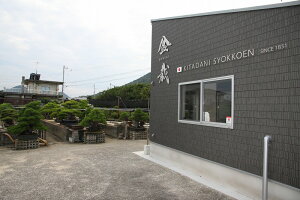 (株)一樹園宮島五葉松中品盆栽/樹齢35年