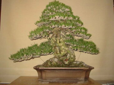 一樹園 淡路黒松【山採り】 大品盆栽/樹齢300年