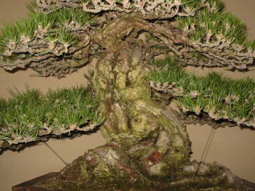 一樹園 淡路黒松【山採り】 大品盆栽/樹齢300年