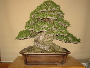 一樹園 淡路黒松【山採り】 大品盆栽/樹齢300年