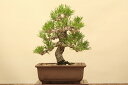 (株)一樹園 黒松 小品盆栽/樹齢15年