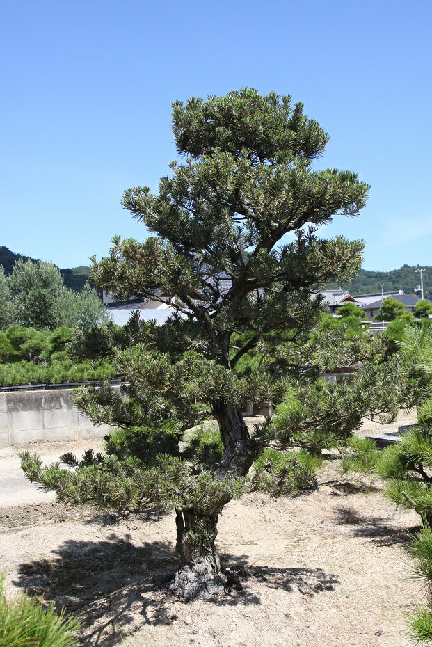 （株）一樹園　　　　　寿松　　　　　　樹齢50年　　　　　　　　　　植木　庭木　庭園樹　苗木　黒松　五葉松