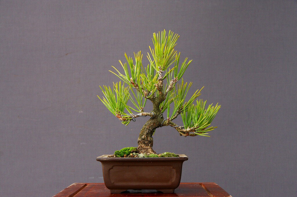 楽天市場】黒松 庭(盆栽|花・観葉植物):花・ガーデン・DIYの通販 楽天市場】黒松 庭(盆栽|花・観葉植物):花・ガーデン・DIYの通販