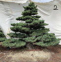 (株)一樹園 宮島五葉松 庭木/樹齢150年 樹勢、根良好