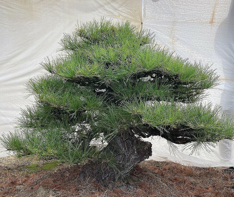 （株）一樹園　　　山採り黒松　　　　庭木／樹齢300年 　樹勢、根良好