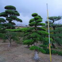 (株)一樹園 まき 庭木/樹60年 植木 庭園樹 箱庭 造園