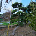(株)一樹園 まき 庭木/樹50年 植木 庭園樹 箱庭 造園