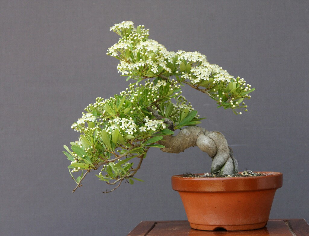 楽天市場】ピラカン(盆栽|花・観葉植物):花・ガーデン・DIY 楽天市場】ピラカン(盆栽|花・観葉植物):花・ガーデン・DIY