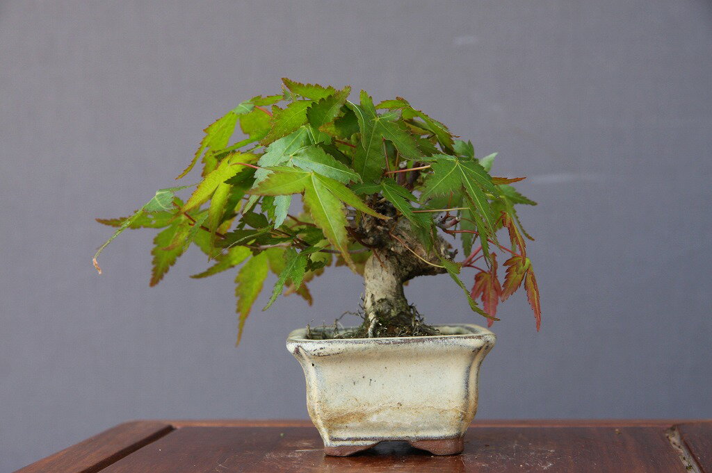 （株）一樹園　　　　山もみじ　　　豆盆栽／樹齢13年