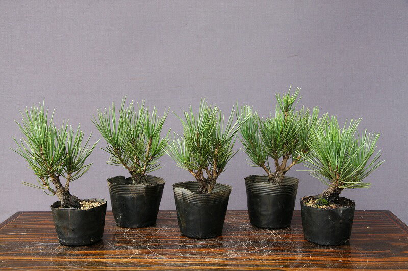 楽天市場】盆栽(種類(植物)カエデ)(花・観葉植物|花 楽天市場】盆栽(種類(植物)カエデ)(花・観葉植物|花