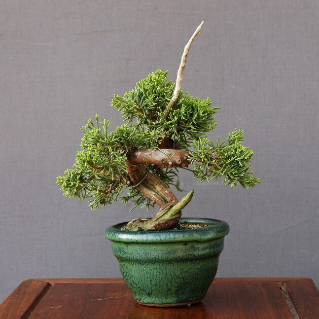 楽天市場】盆栽 五葉松(種類(植物)クロマツ(黒松))(盆栽 楽天市場】盆栽 五葉松(種類(植物)クロマツ(黒松))(盆栽