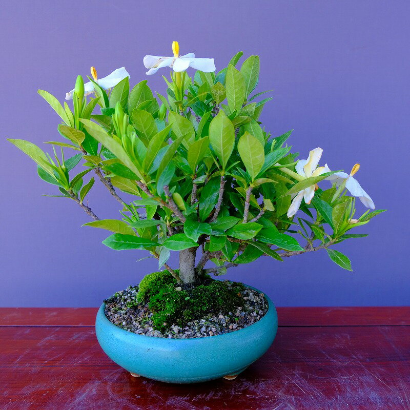 楽天市場】イチイ(盆栽|花・観葉植物):花・ガーデン・DIYの通販 楽天市場】イチイ(盆栽|花・観葉植物):花・ガーデン・DIYの通販