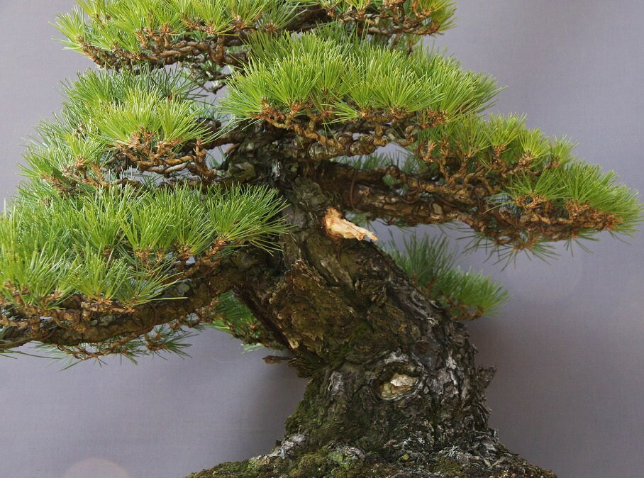 �ʳ��˰���ࡡ�����Τ���������������ߺϡ�����100ǯ