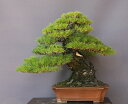 (株)一樹園 山採り黒松 大品盆栽/樹齢100年