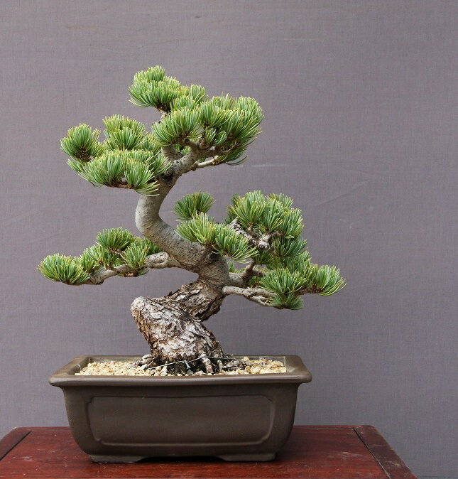 盆栽 特選：三河黒松*　現品 くろまつ　クロマツ　Kuromatsu bonsai 中品盆栽