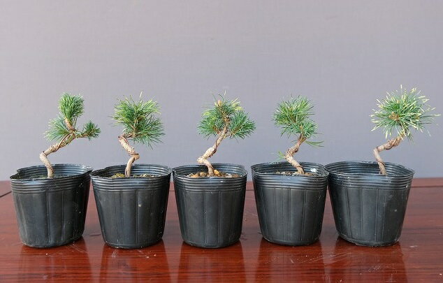 八房五葉松／那須娘 』樹高11㎝／将来性抜群／五葉松／盆栽 』