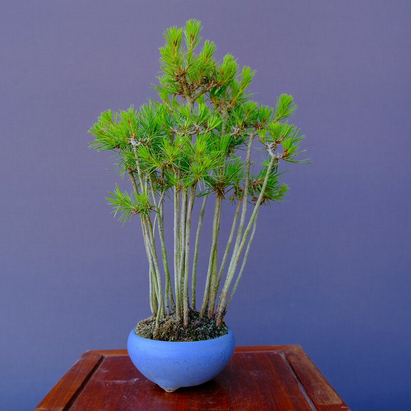 楽天市場】寄せ植え(種類(植物)クロマツ(黒松))(花 楽天市場】寄せ植え(種類(植物)クロマツ(黒松))(花