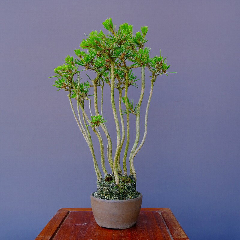 楽天市場】盆栽(種類(植物)クロマツ(黒松))の通販 楽天市場】盆栽(種類(植物)クロマツ(黒松))の通販