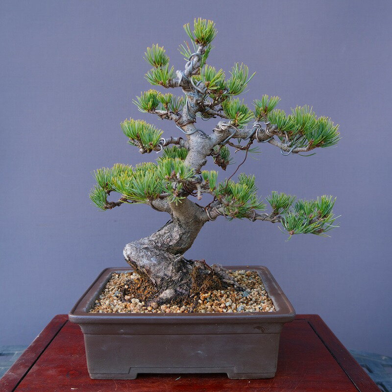 楽天市場】盆栽 五葉松(種類(植物)クロマツ(黒松))(盆栽 楽天市場】盆栽 五葉松(種類(植物)クロマツ(黒松))(盆栽