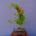 (株)一樹園 皐月【菊姫】 中品盆栽 石卓鉢お花お祝い黒松五葉松真柏楓梅皐月