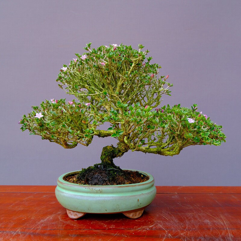 （株）一樹園　　紫鳥花　　小品盆栽／樹齢20年