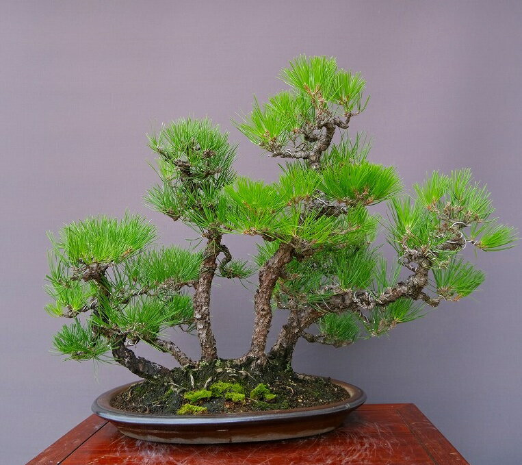 （株）一樹園　黒松寄せ植え　大品盆栽／樹齢50年