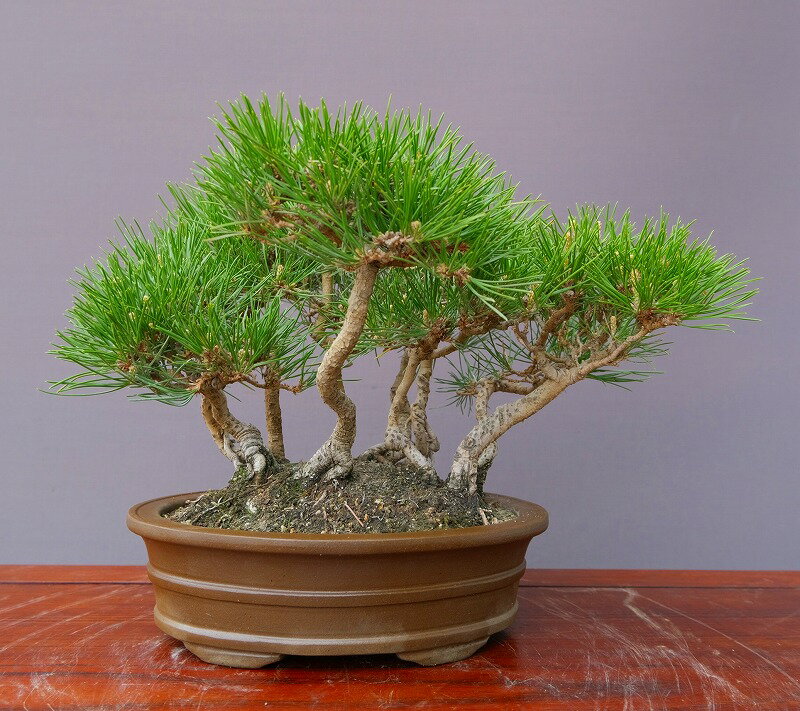 楽天市場】寄せ植え(種類(植物)クロマツ(黒松))(花 楽天市場】寄せ植え(種類(植物)クロマツ(黒松))(花