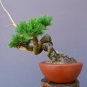 (株)一樹園 明星五葉松 小品盆栽/樹齢12年
