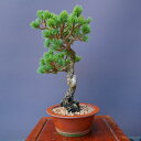 (株)一樹園 雪月花五葉松【限定品】 中品盆栽/樹齢20年