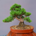 (株)一樹園 真柏 中品盆栽/樹齢20年