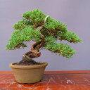 (株)一樹園 真柏 小品盆栽/樹齢20年