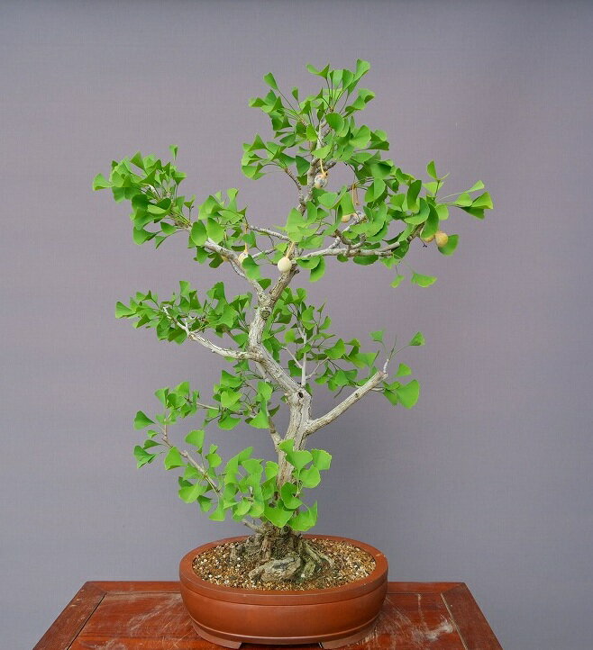 （株）一樹園 実なりいちょう 大品盆栽／樹齢50年