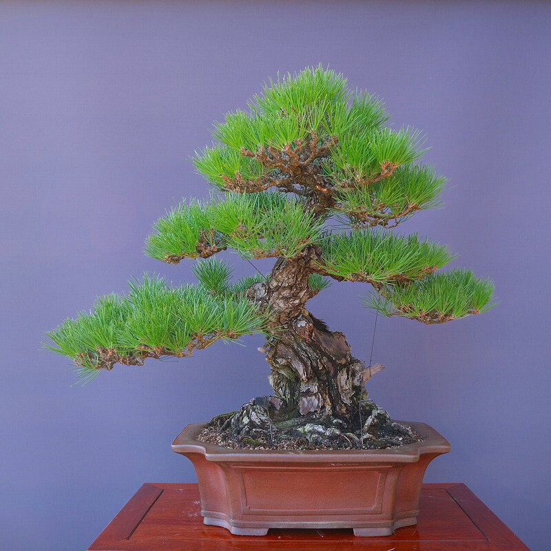 （株）一樹園 山採り淡路黒松 大品盆栽／樹齢200年