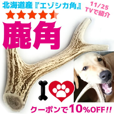 北海道産★鹿の角★犬のおもちゃ 15〜25cm大型犬〜中型犬『角王(つのおう)』送料無料 誕生日プレゼントやしつけ・いたずら防止にエゾシカ！犬のおやつドッグガムデンタルケア 蝦夷鹿 【坂上と指原のつぶれないお店で紹介】口臭対策にリピート続出の鹿角