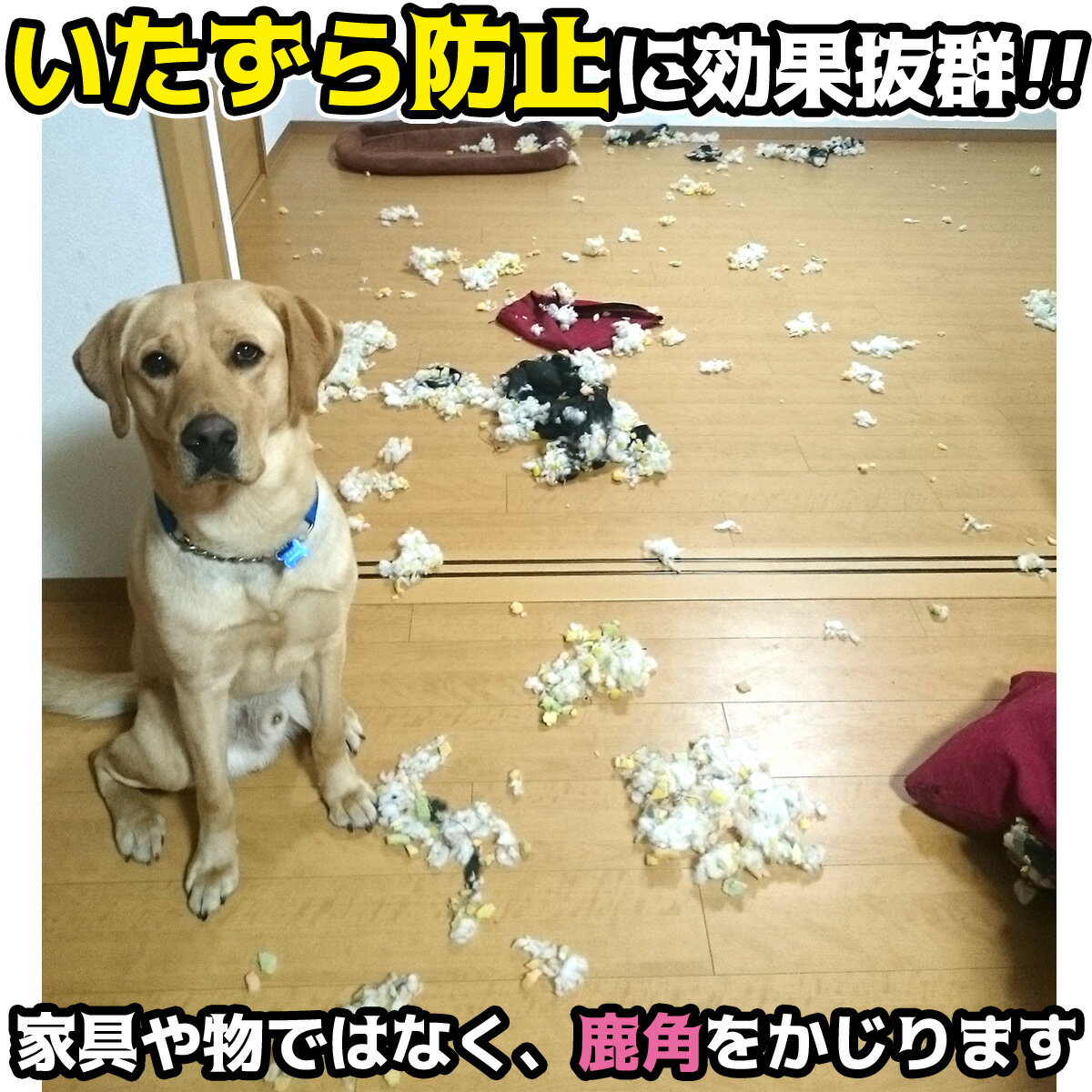 楽天市場 北海道産 鹿の角 25cm大型犬 中型犬用犬のおもちゃ 送料無料 誕生日プレゼントやしつけ いたずら防止にエゾシカ 犬のおやつドッグガムデンタルケア 蝦夷鹿 口臭対策グッズリピート続出の鹿角 角王 つのおう サステナブル Sdgsアスミライ イチカワ