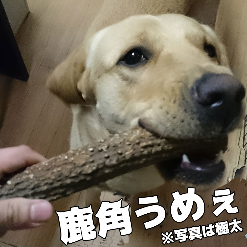 犬のおもちゃ 北海道産 鹿の角 大型犬～中型犬用 デンタルケア プレゼント しつけ いたずら 甘噛み防止に！犬のおやつ ドッグガム 蝦夷鹿 口臭対策 エゾシカ鹿角 カムイ鹿角 3