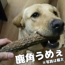 犬のおもちゃ 鹿の角 ★ 北海道産 ★ 338週 ランキング1位 愛玩動物飼養管理士店長 デンタルケア 大型犬〜中型犬用 送料無料 しつけ/いたずら/甘噛み防止に！犬の玩具 蝦夷鹿 口臭対策 エゾシカ鹿角 SDGs 2