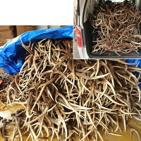 クーポンで15%OFF♪北海道産★鹿の角★犬のおもちゃ15〜25cm大型犬〜中型犬『角王(つのおう)』送料無料誕生日プレゼントやしつけ・いたずら防止にエゾシカ!犬のおやつドッグガムデンタルケア蝦夷鹿【坂上と指原のつぶれないお店で紹介】口臭対策にリピート続出の鹿角