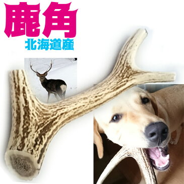 北海道産★鹿の角★犬のおもちゃ 15〜25cm大型犬〜中型犬『角王(つのおう)』送料無料 誕生日プレゼントやしつけ・いたずら防止にエゾシカ！犬のおやつドッグガムデンタルケア 蝦夷鹿 【坂上と指原のつぶれないお店・志村どうぶつ園で紹介】口臭対策グッズリピート続出の鹿角