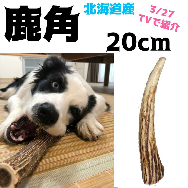 M 20cm北海道産 ★ 犬のおもちゃ 鹿角